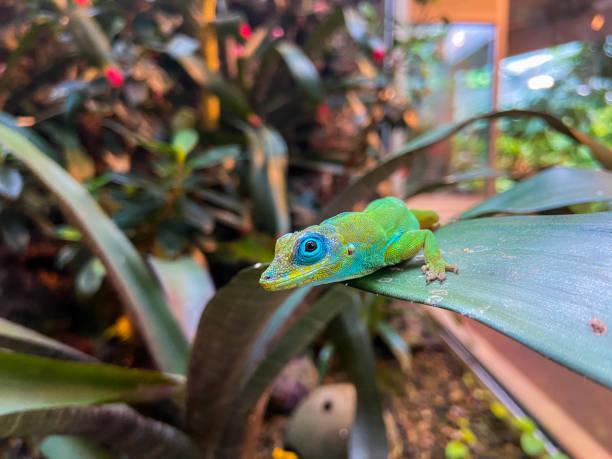 istock Colorful lizard sitting on a leaf in a terrarium 1265260885