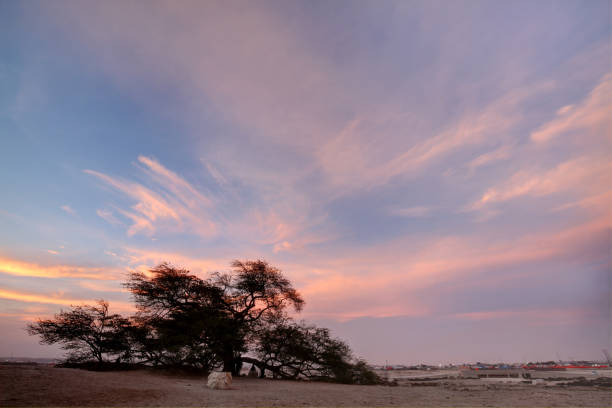 istock A 400 year-old mesquite tree which lives in the middle of desert 1265261114