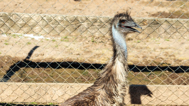 istock head of an African ostrich with an open beak 1265262941