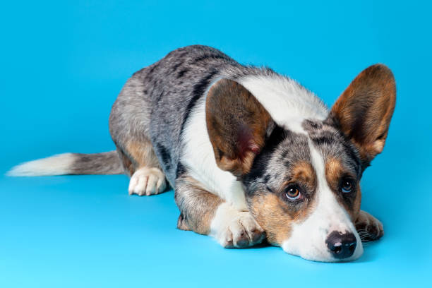 süße walisische corgi cardigan hund auf blauem hintergrund im studio liegend, nach oben schauend. seltene merle-farbe, hübsche augen und gesichtsausdruck, flecken auf der nase. - pet grooming stock-fotos und bilder