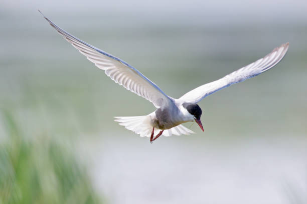 istock Whiskered tern in flight full speed hunting for small insects above a lake in Germany 1265263597