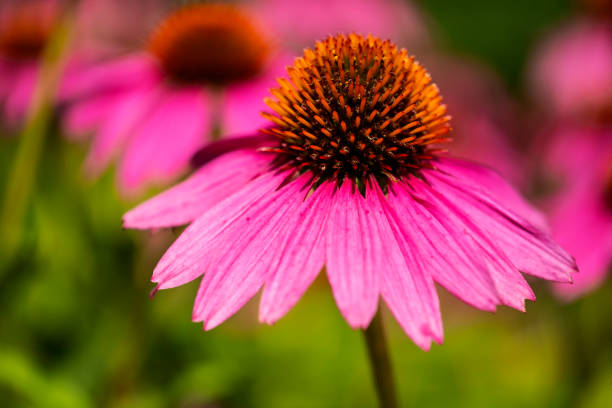 istock Closeup of Purple Coneflowers Echinacea Blooming 1265263738