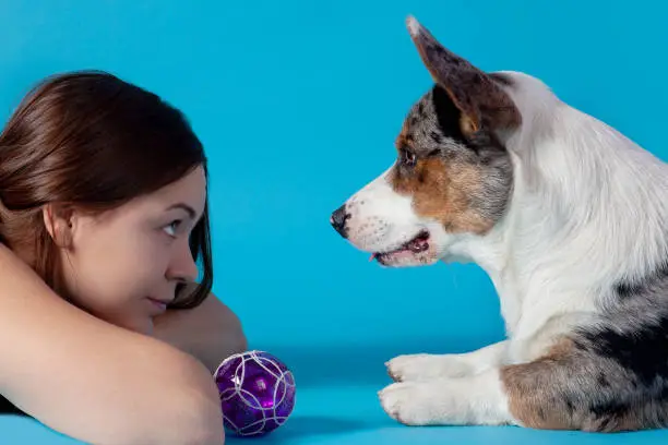 Photo of Cute Welsh Corgi Cardigan dog and young attractive woman lying on blue background in studio, looking at each other, face to face. Rare Merle animal color, pretty expressions, love and understanding of pet and owner.