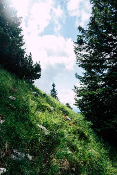 Deserted mountain slope with a green meadow and flowers