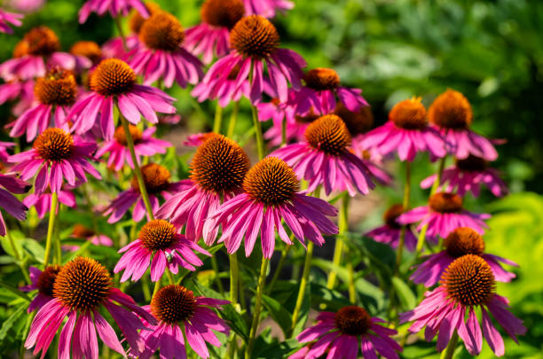 istock Purple Coneflowers Echinacea Blooming 1265265010