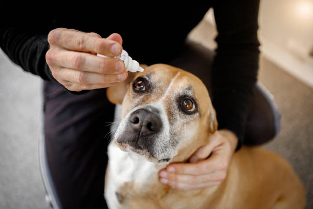 istock elderly dog ​​receiving medicine 1265265047