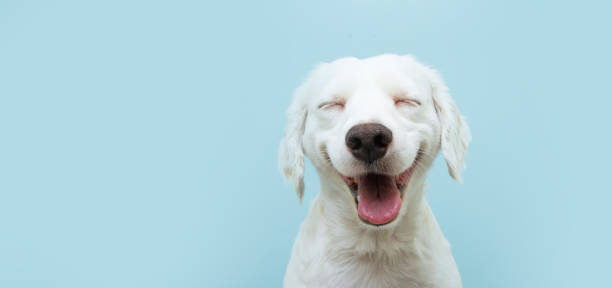 istock Happy dog puppy smiling on colored blue backgorund with closed eyes. 1265265107