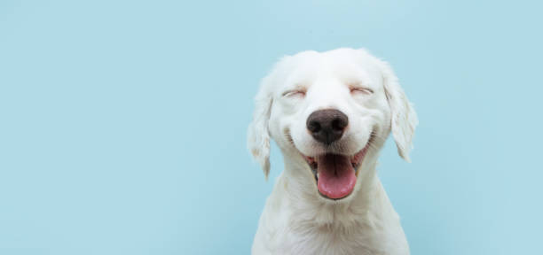Happy dog puppy smiling on colored blue backgorund with closed eyes. Happy dog puppy smiling on colored blue backgorund with closed eyes. eyes closed photos stock pictures, royalty-free photos & images