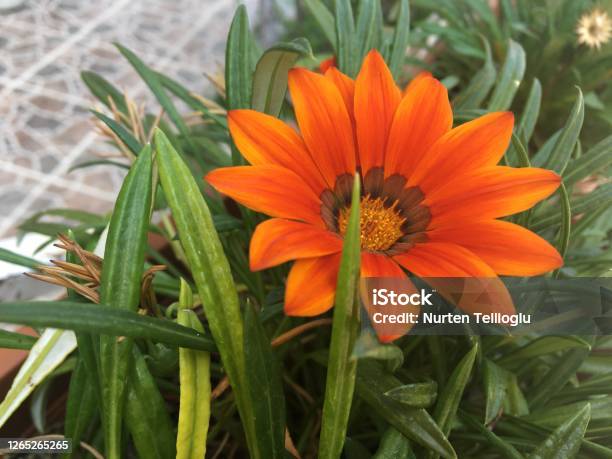 Orange Zengarden Daisy Flower Nature Stock Photo - Download Image Now - Agricultural Field, Beauty, Blossom