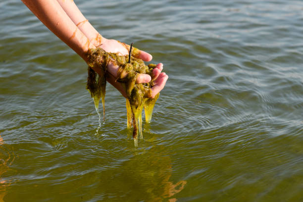 istock Human hands hold a bunch of seaweed above water 1265266351