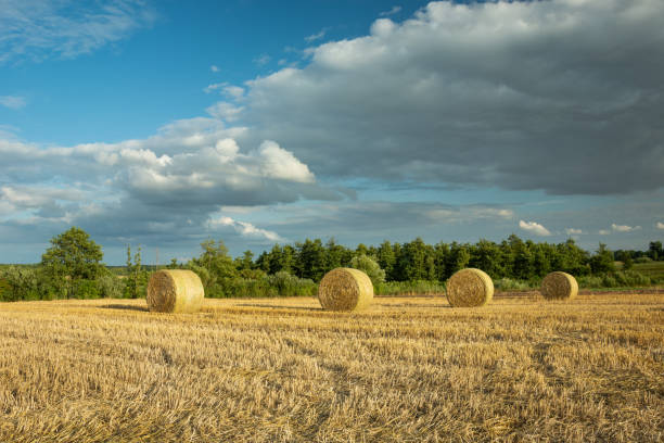 istock Round hay bales in the field and clouds on the sky 1265266513
