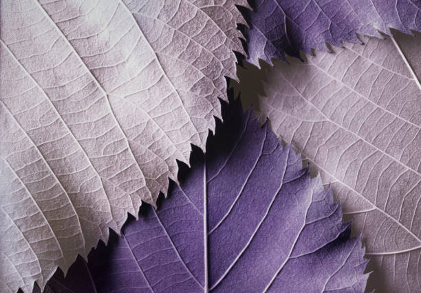 istock Macro colorful leaves, texture background 1265266960