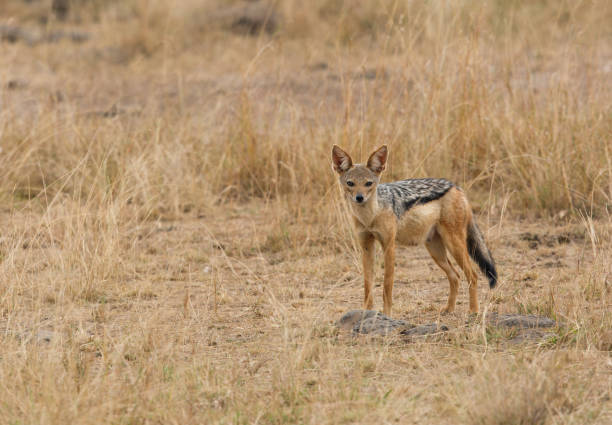 istock The black-backed jackal is also known as the silver-backed jackal 1265266980