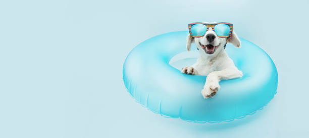 portrait summer dog puppy going on vacations inside a blue inflatable on blue background. - above ground pool imagens e fotografias de stock