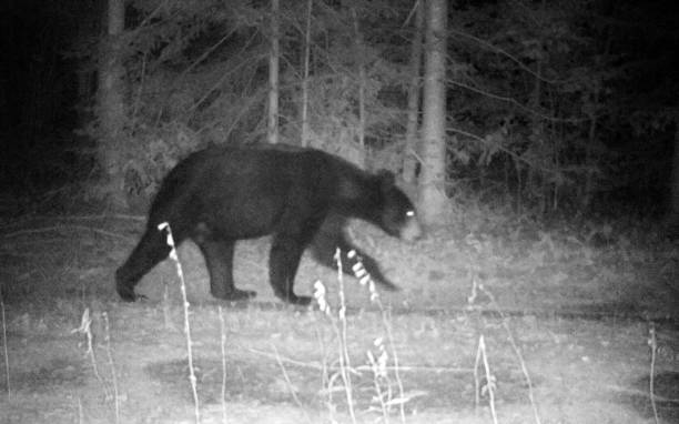 black bear merodeando por mi casa por la noche - bear hunting fotografías e imágenes de stock