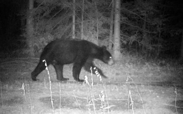 Black Bear Prowling by my Home at Night A bear was photographed at 4:00 a.m. on a residential driveway, by a trail camera with night vision. Photographed in Ontario, Canada. prowling stock pictures, royalty-free photos & images