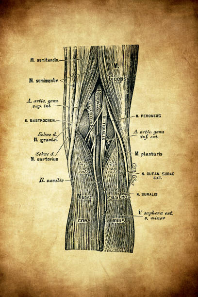 다리 동맥의 지형 해부학 - human artery animal artery human vein healthcare and medicine stock illustrations