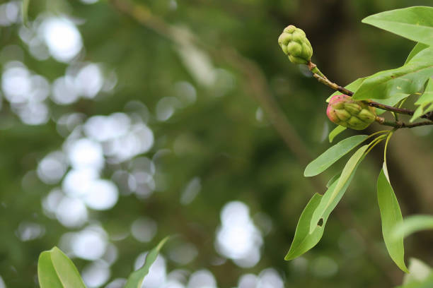 Close up of a bloom on a magnolia tree
