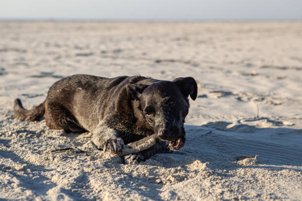 istock black dog playing on the beach 1265274978