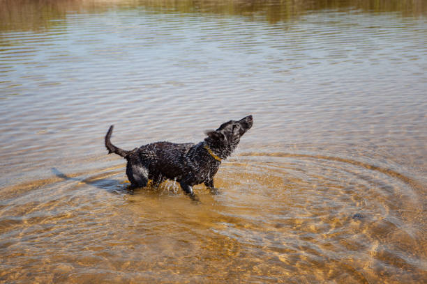 istock black dog playing on the river 1265275073