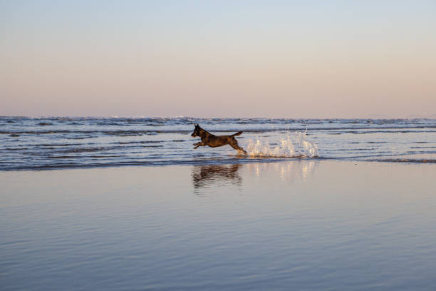 istock black dog playing at the beach 1265275138
