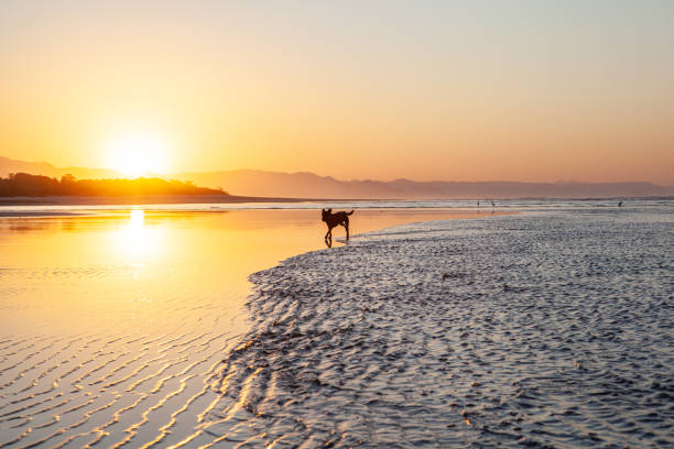 istock black dog playing at the beach 1265275192