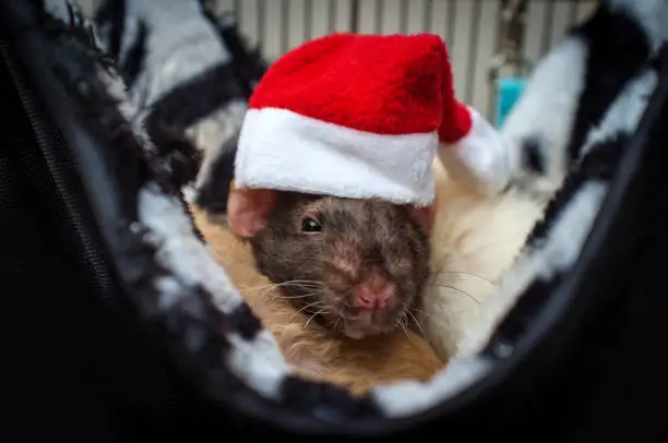 Fancy agouti-colored hooded pet rat wearing a Santa Claus hat for Christmas