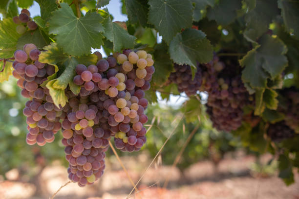 istock Harvested Grapes for wine production. Corsica 1265278169