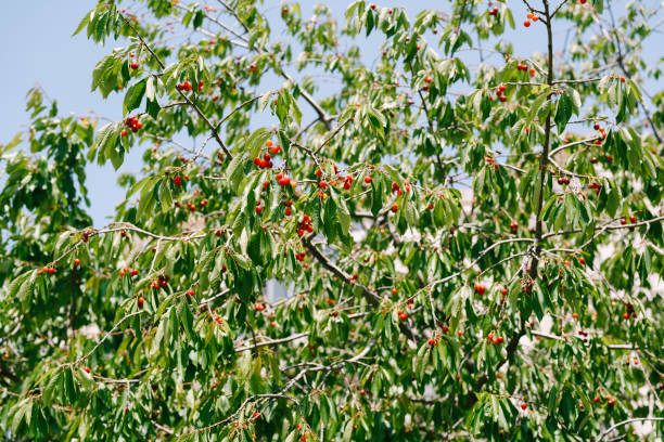 istock Red cherry fruits on tree branches. Ripe berries among the foliage. 1265278266