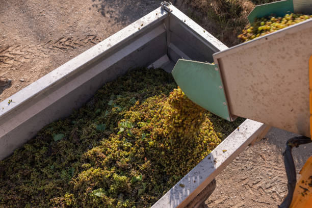 istock Harvested Grapes for wine production. Corsica 1265278323