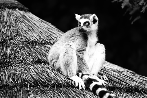 Ring-tailed lemur - endemic animal of Madagascar. Sitting on the roof. Black and white image.