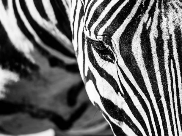 istock Zebra close-up portrait. Detailed view head with stripes 1265278602