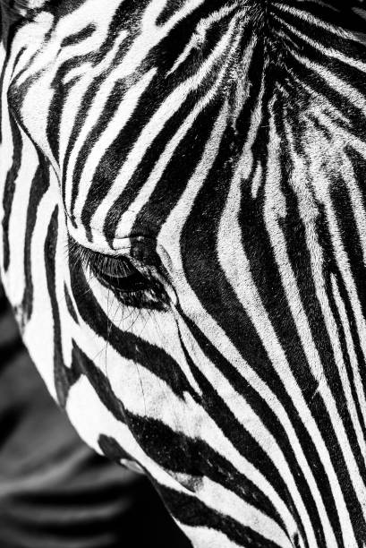 istock Zebra close-up portrait. Detailed view head with stripes 1265278604