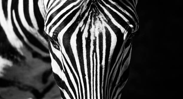 istock Zebra close-up portrait. Detailed view head with stripes 1265278616