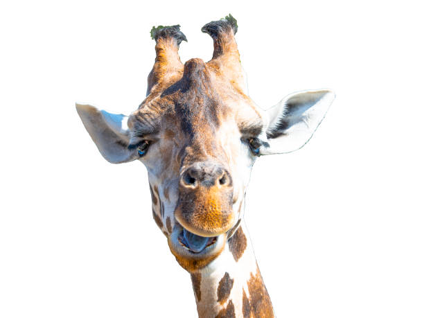 istock Giraffe head isolated on white background. Wild animal portrait 1265278623