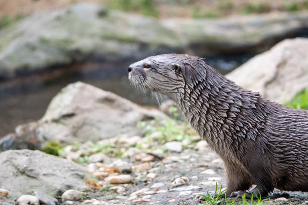 istock Wet otter sitting on the river bank 1265278661