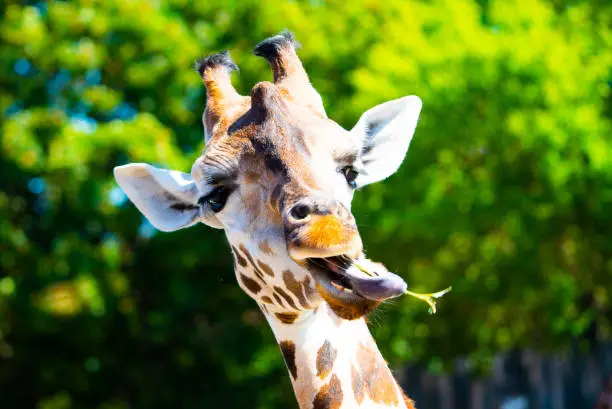 Photo of Portrait of giraffe with long tongue chewing small twig from tree