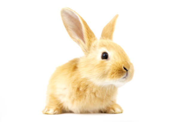 istock Head of a ginger rabbit on a white background. 1265280225