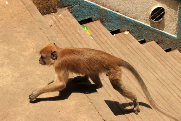A monkey walking up the stairs in a temple in Malaisia