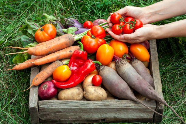 istock Woman's hands putting vegetables in wooden box 1265280975