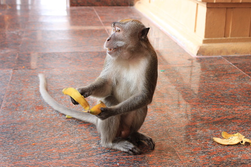 A monkey eating a banana at the entrance of a temple of Batu Caves in Malaysia