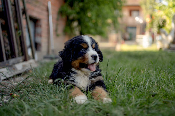 Bernese Mountain dog puppy