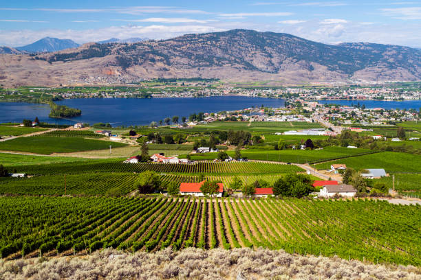 오소요스 오카나간 밸리 브리티시 컬럼비아 캐나다 풍경 - lake canada field okanagan 뉴스 사진 이미지