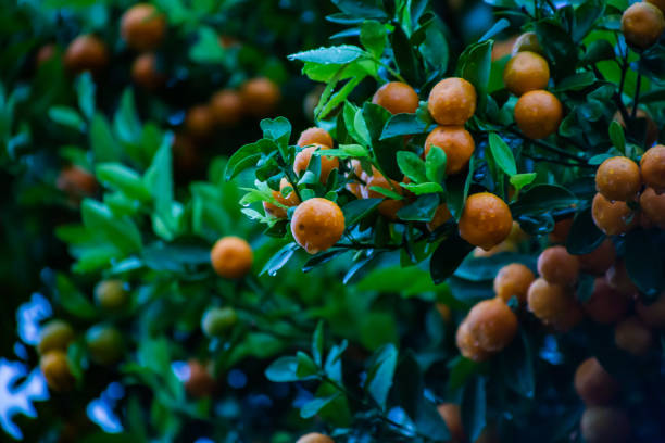 orange tree. - orange texas imagens e fotografias de stock