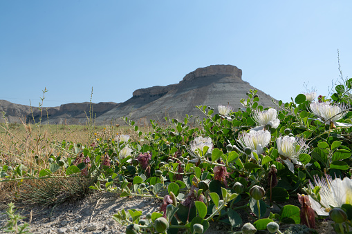Caper bush growing on the ground and bride mountain (Gelin dagi in Turkish) in background.