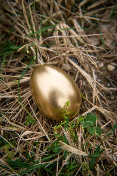 Golden egg idiom concept in spring grass nest