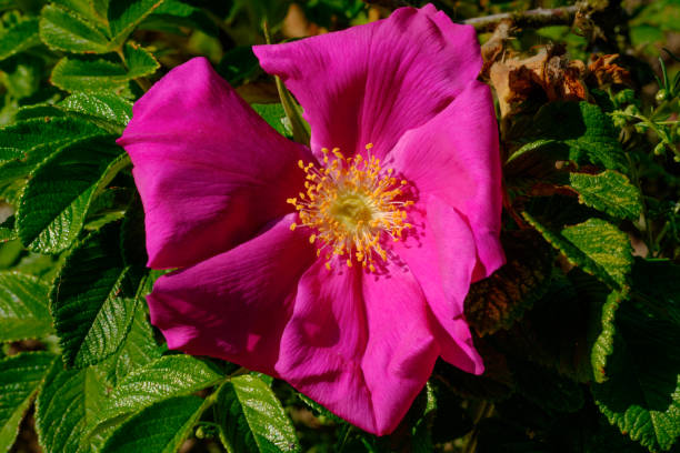 istock Rose hip, flower in macro 1265289083