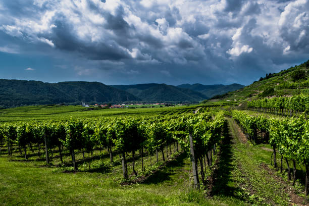 nuvole pesanti sui vigneti nella valle del danubio di wachau in austria - nature rain crop europe foto e immagini stock
