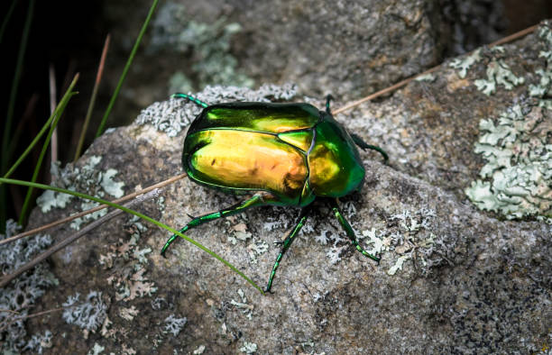 istock Rose Chafer (Cetonia Aurata), Green Beetle On Rock With Lichen 1265292085