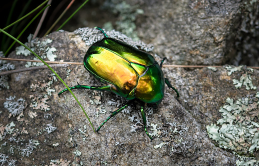 Rose Chafer (Cetonia Aurata), Green Beetle On Rock With Lichen